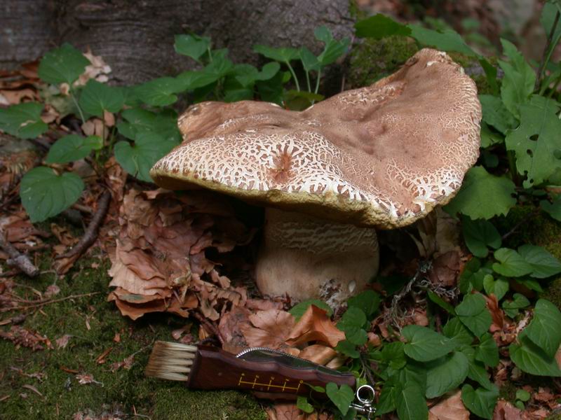 Boletus aestivalis